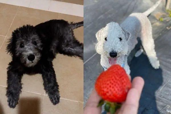 黑狗换毛期,黑狗换毛期变白