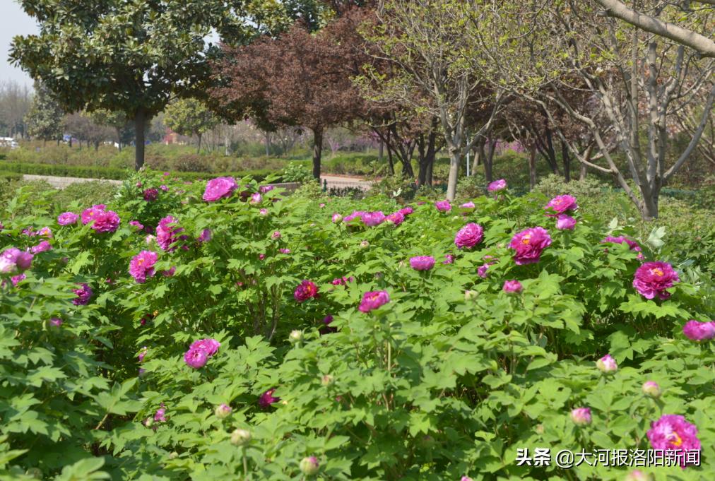 洛阳国际牡丹园太空牡丹花争艳,洛阳国际牡丹园的太空牡丹