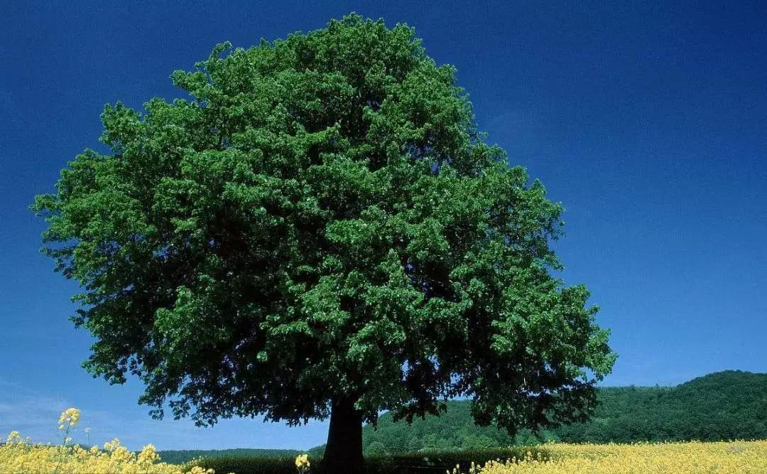 绿化用苗有哪些好品种,现在春季绿化都有哪些绿化苗