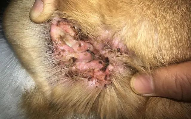 又一只狗被棉签掏聋:主人处理的方法,比耳螨更可怕