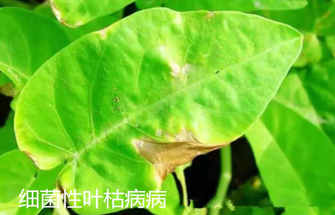 空心菜叶子有几种病害,空心菜能治什么病