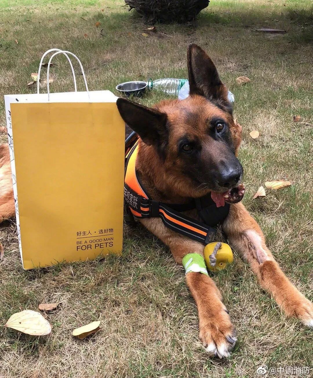汶川地震狗救了32条人命,汶川地震狗狗救人21人