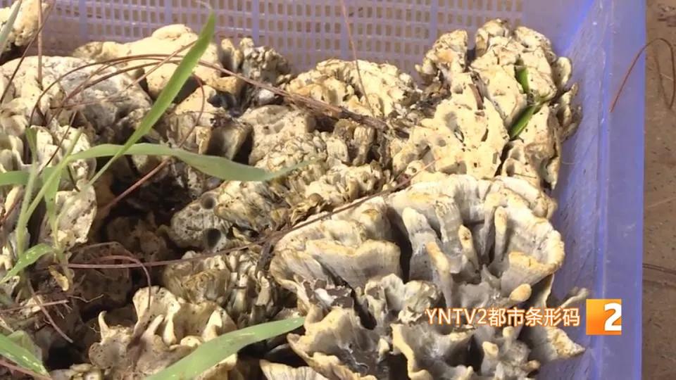 一朵野生菌的视频,野生菌的独特之处