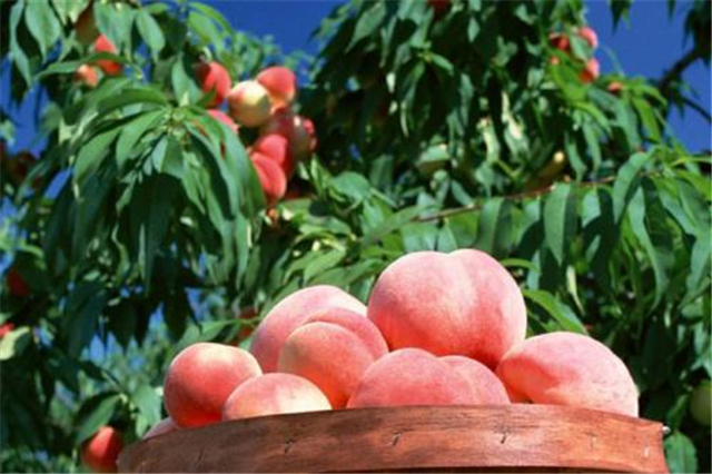桃子植物,桃子蕴含的文化