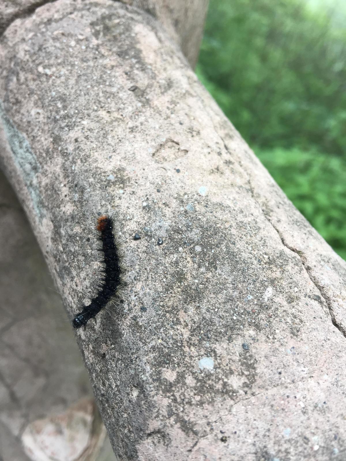 峨眉山登顶佛像,峨眉山登顶记完整版