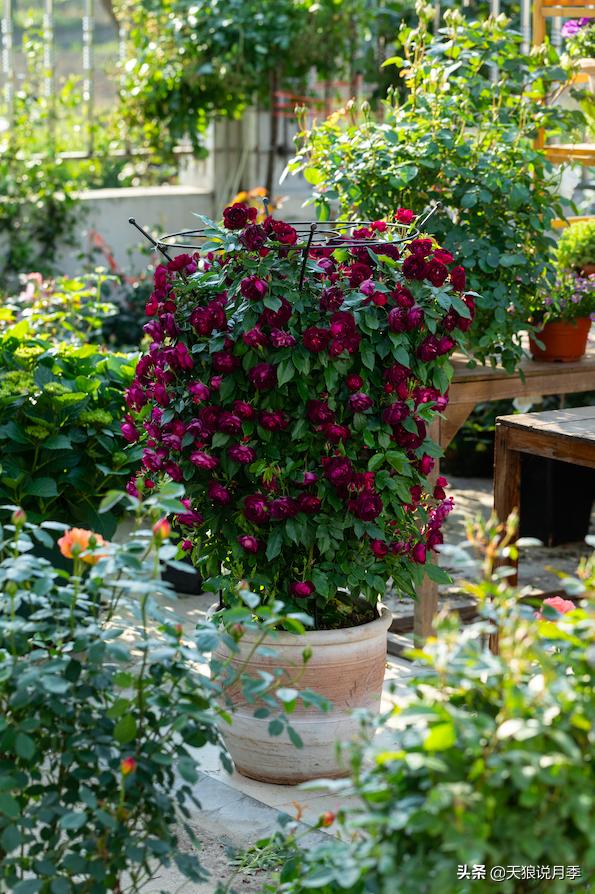 天狼说月季不长根,天狼说月季老苗修剪