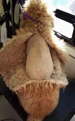 没有对比就没有伤害妆前妆后,泰迪的美容前后对比