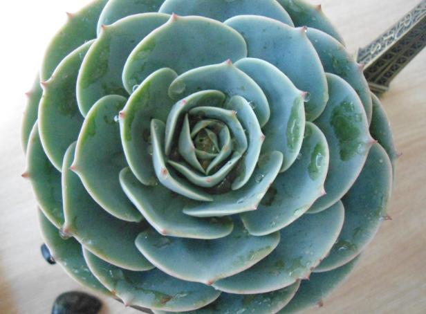 多肉植物玉蝶锦怎么繁殖,多肉植物玉蝶和碧桃哪个更有优势