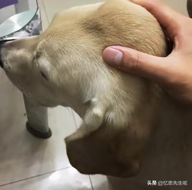 狗子头顶长碗大的包,担心肿瘤癌变去医院,兽医一句话让众人喷饭