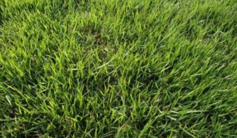 为什么没有马尼拉草籽,为什么马尼拉草坪比百慕大贵