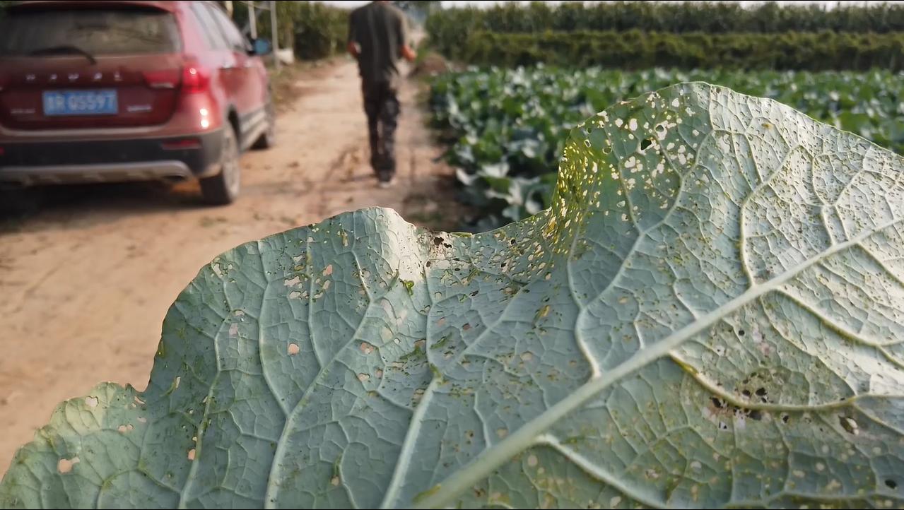 花菜地里害虫大爆发很难防？做好这2点，农户不再发愁
