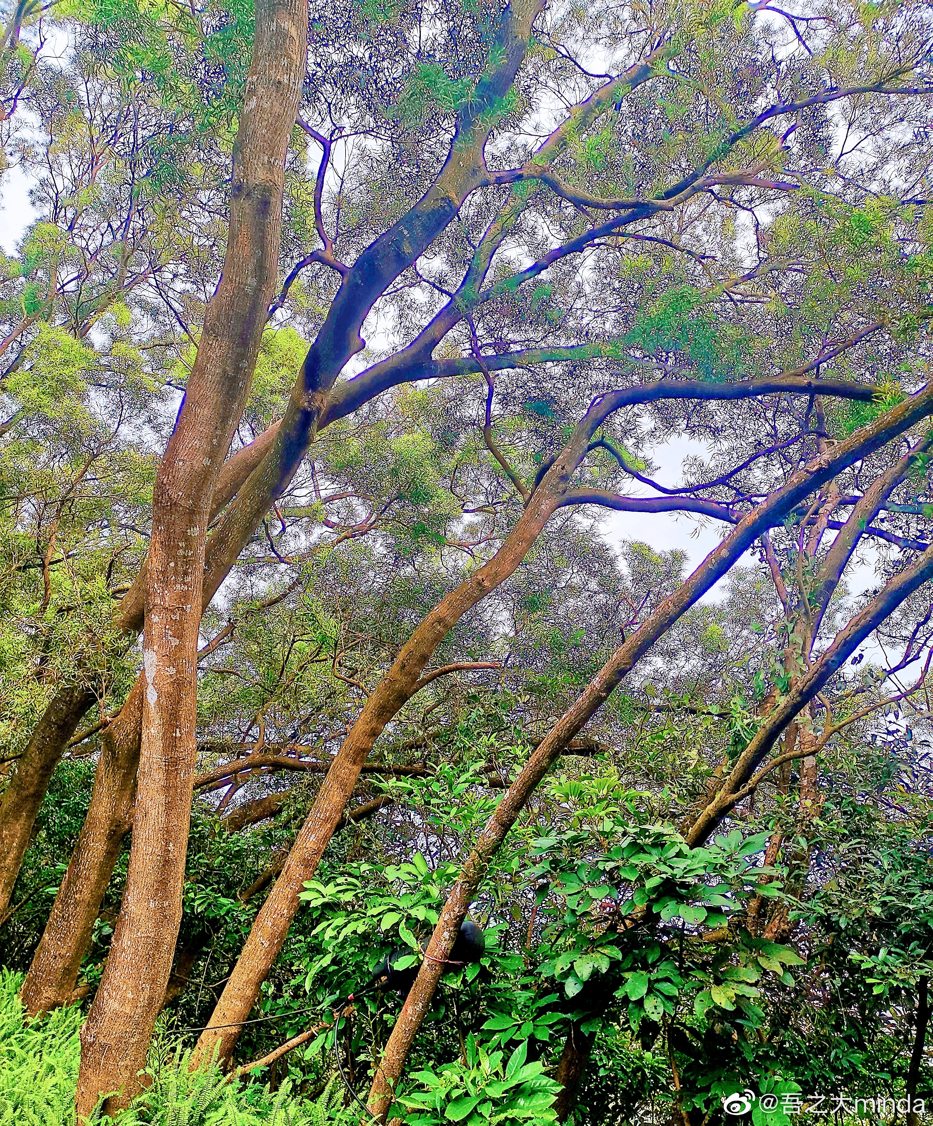 梧桐山下幽径,梧桐山下清风明月