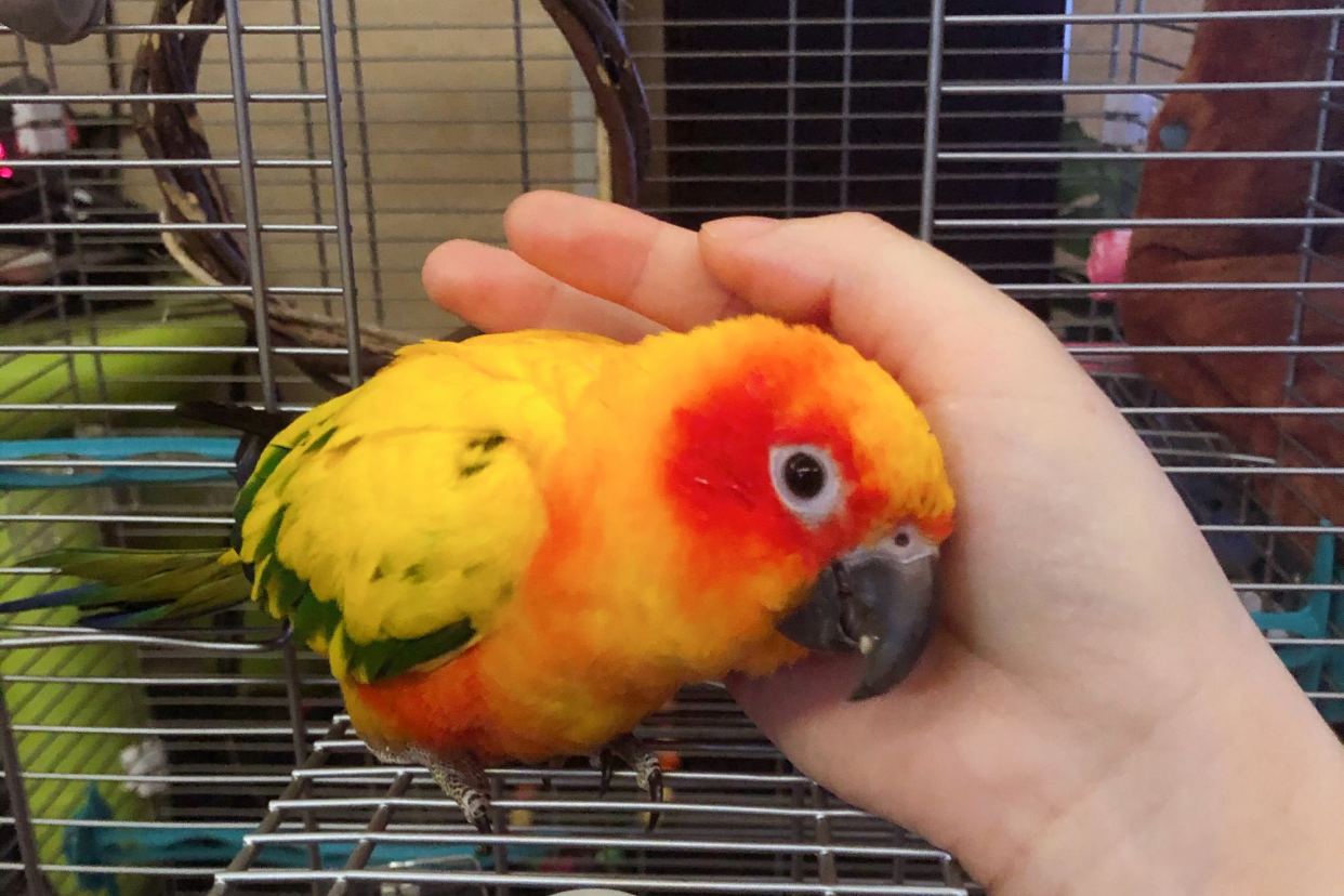 鹦鹉简单炫酷的技能,7个有趣的鹦鹉技巧