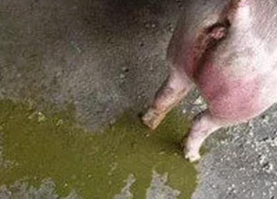 猪呕吐打什么针?猪呕吐是什么原因?这四种情况要重视起来