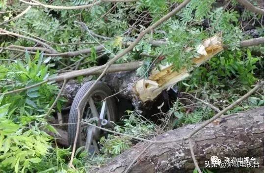 一棵被保护的百年古树,一棵百年的古树被雷击