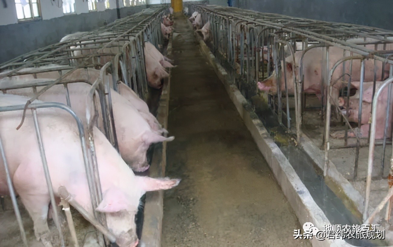 农村现代化小型养猪场平面设计图,标准养猪场规划设计