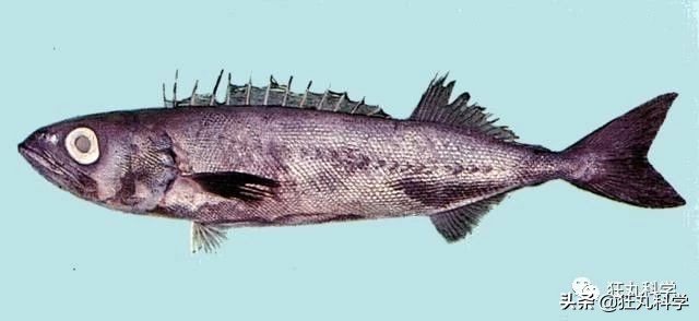 吃完屁股就流油的鱼,吃完屁股里冒油的鱼