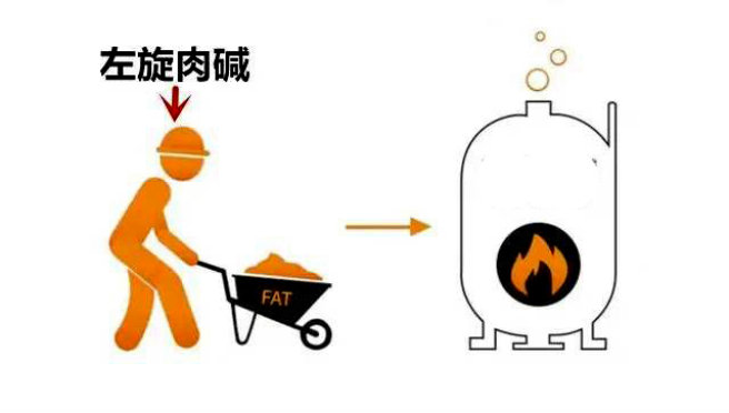 左旋肉碱怎么吃减肥效果最好,左旋肉碱能让减肥效率提高多少