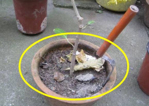 花盆土壤有好多小疙瘩怎么办,花盆的泥土板结如何处理