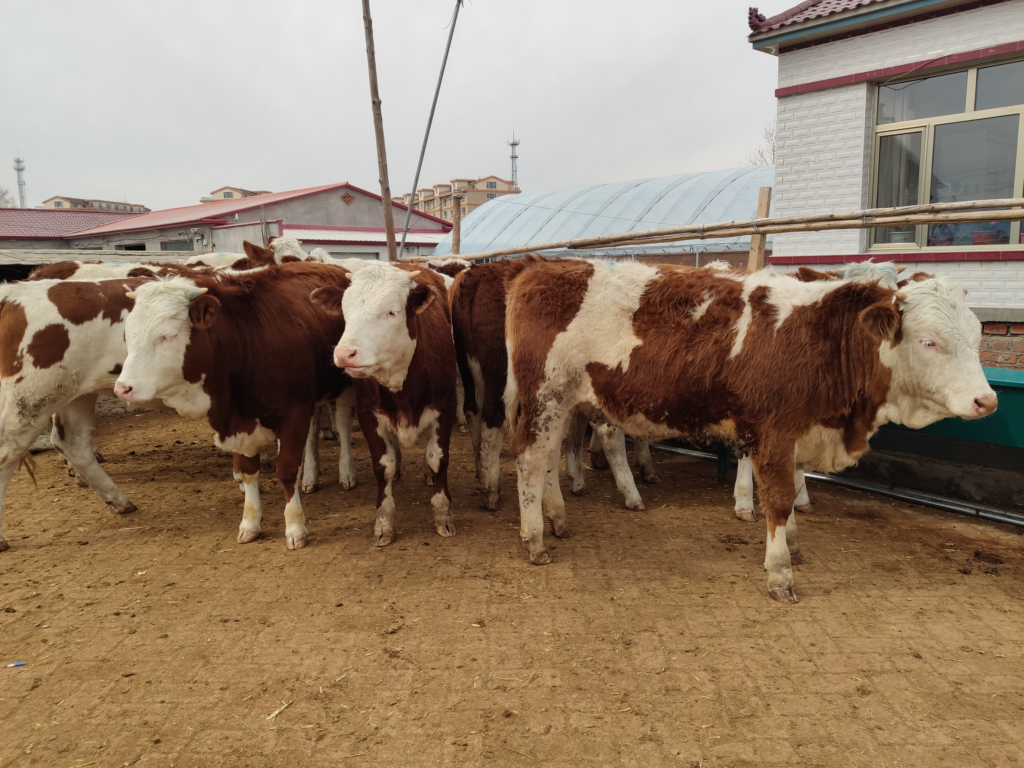 养牛要量力而行,养牛不能少