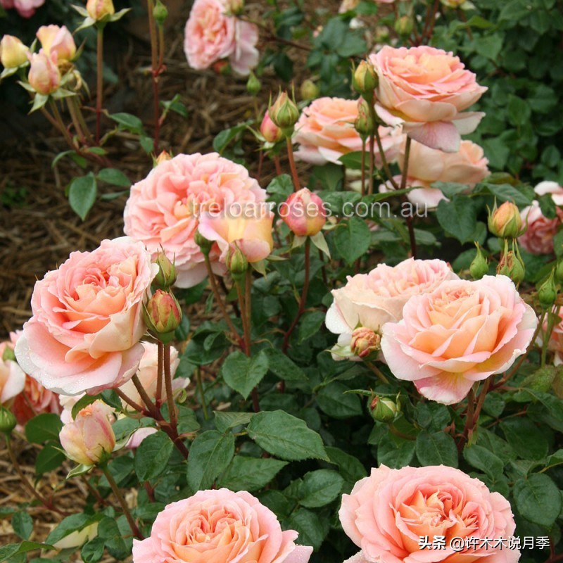 月季叶子掉光变成光杆了怎么回事？用这几招让你的月季满血复活