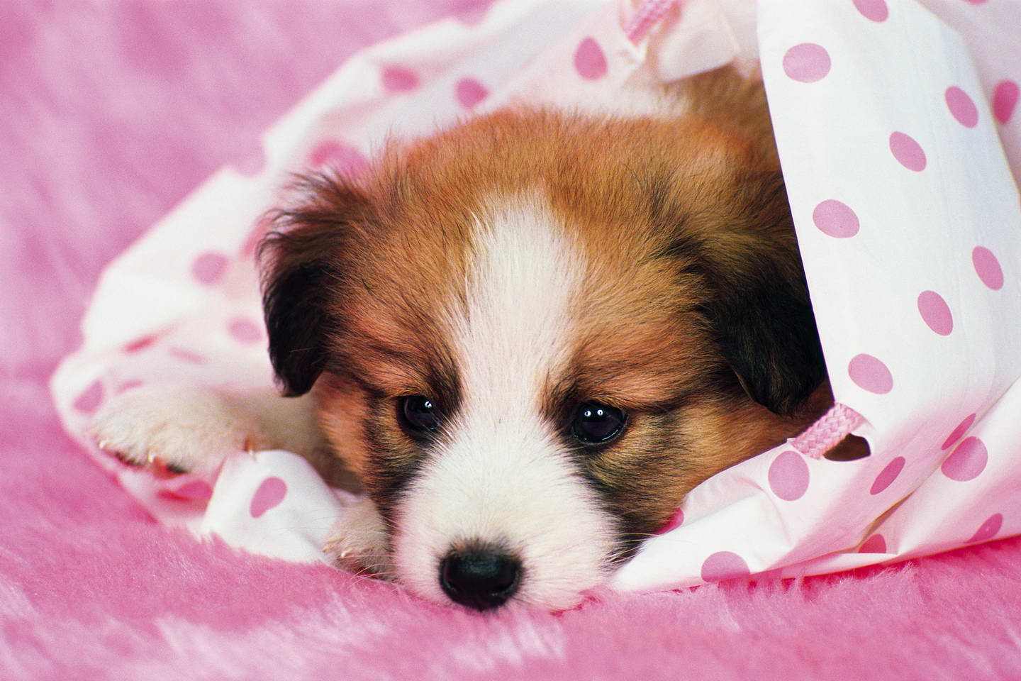 狗狗生理期是一次就会怀孕吗,狗狗生理期穿生理裤大便怎么办