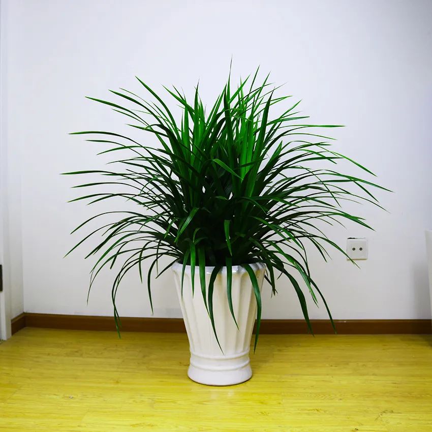 龙须树步步高升,龙须树好运