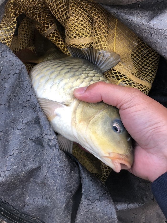 水底小鱼多就会没大鱼,自然水域没鱼情