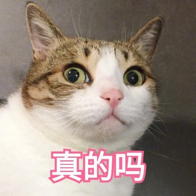 这几种猫很乖巧适合家养,猫中的哪种猫最好