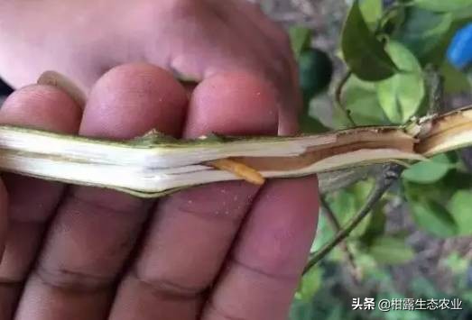 柑橘种植技术及病虫防治,种柑主要病虫害