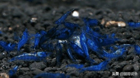 十大养不死的观赏虾品种,蓝宝石虾是不是养单一品种比较好