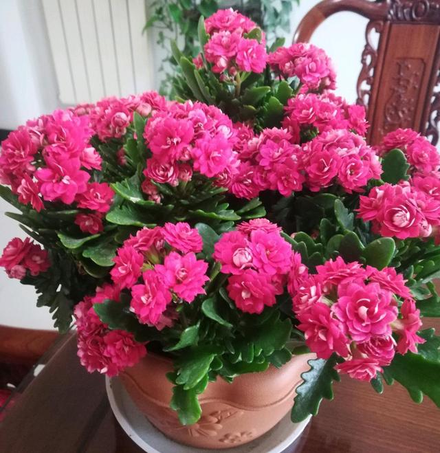 十大吉祥花,十大旺宅吉祥花