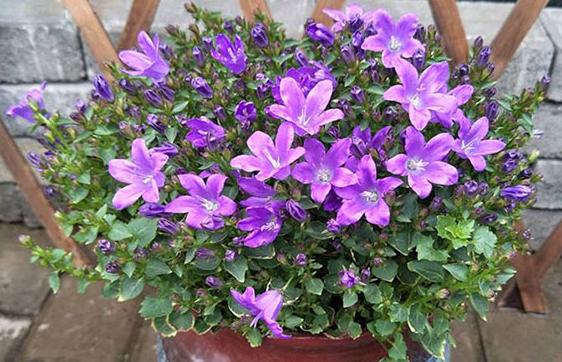 腊梅种花盆,腊梅花种子好种