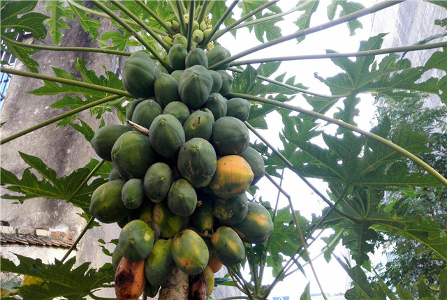 番木瓜种植技术视频教程,番木瓜籽种植技术