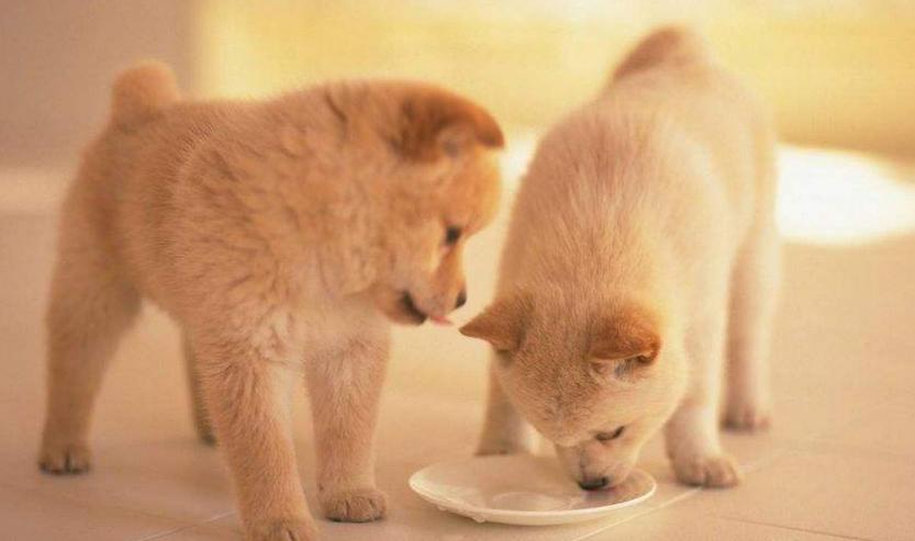 狗狗吃咸了呕吐怎么办,狗狗吃咸了有泪痕怎么办