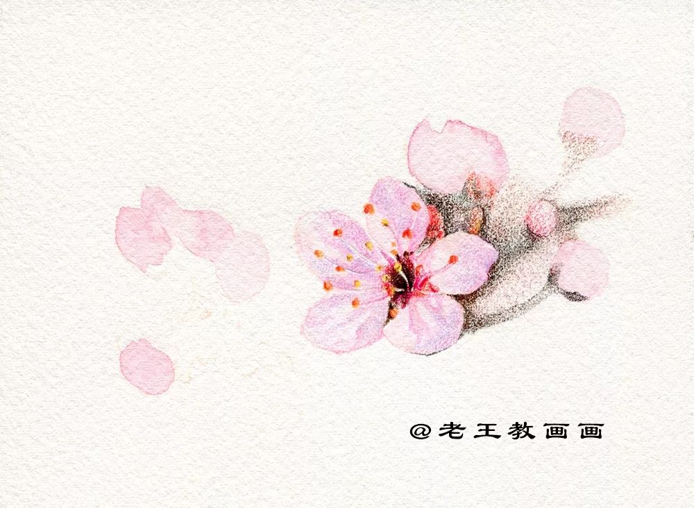 崔老师教你画桃花,你想画的花卉手稿都在这里