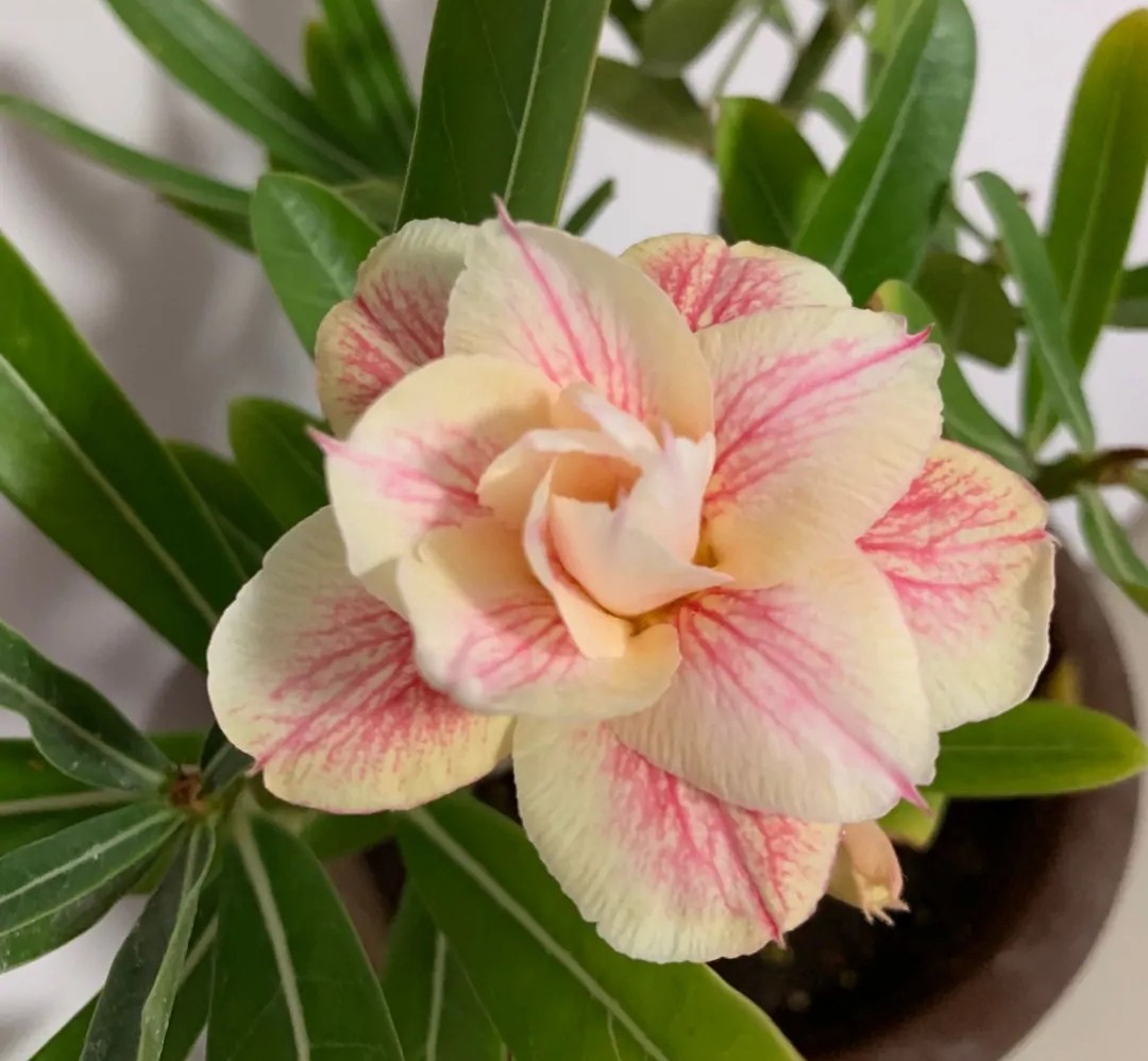 84个沙漠玫瑰品种，收起来慢慢看，待到来年春天选几种喜欢的养