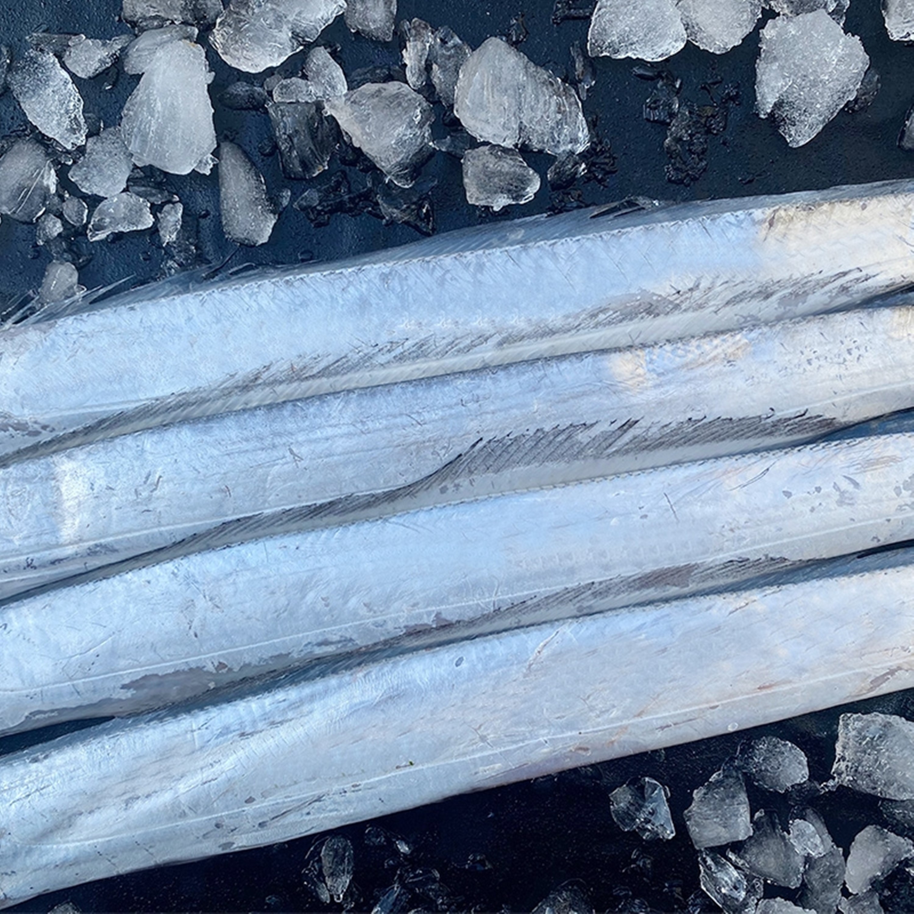 买带鱼挑大的还是小的好,想买舟山带鱼敢不敢买呀