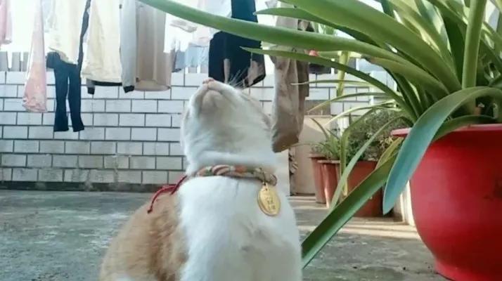 穿越十大必备技巧,穿越有什么技巧吗