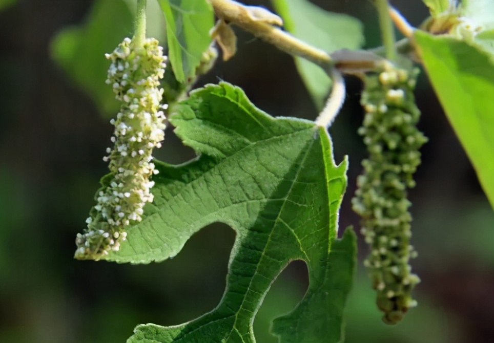 爬树新鲜采摘,农村爬树摘果的视频