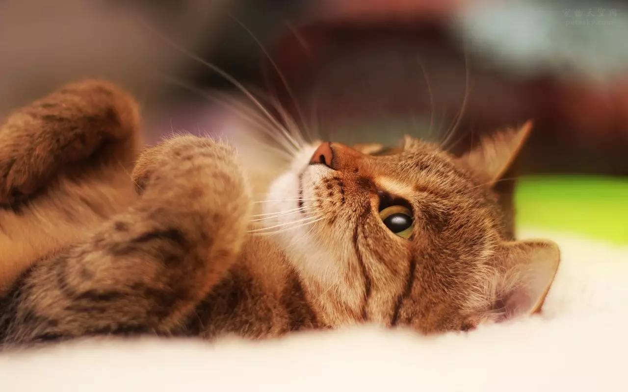 猫咪呕吐腹泻白细胞低但不是猫瘟,猫咪腹泻呕吐食欲不振用什么药