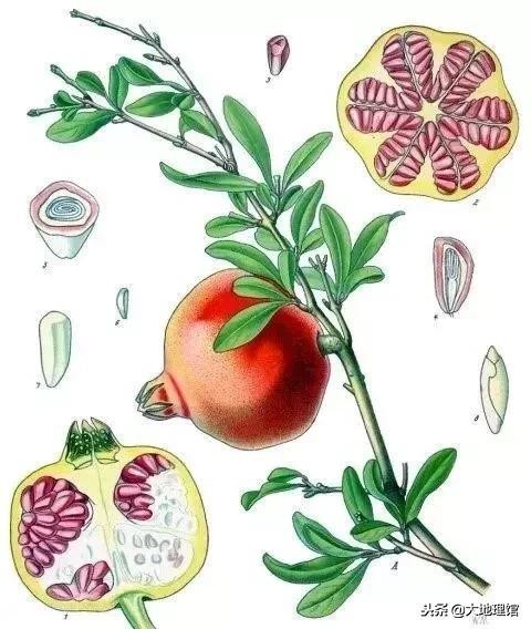 石榴传奇,石榴早在2000多年前经过丝绸之路