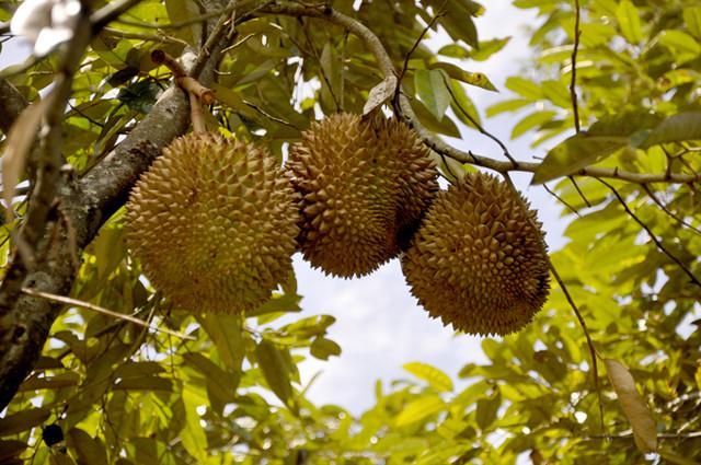 最臭的4种食物排行,臭到难以接受的食物排名