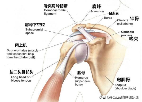 改善肩膀驼背的方法,驼背肩膀锻炼姿势
