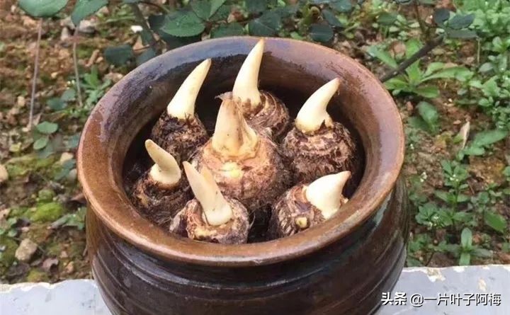 一节山药丢水里，疯狂长藤“冒金豆”，赏叶又吃豆，*管双**齐下