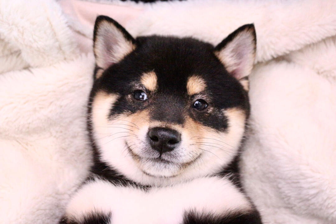 柴犬增肥推荐吃什么狗粮,柴犬太瘦怎么增肥