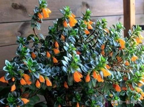 金鱼吊兰什么时候开花不能移植,金鱼吊兰很多花苞怎么就不开花