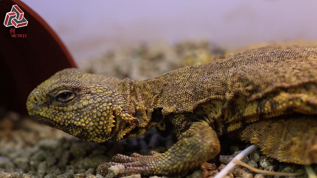 香港90后成为异宠兽医，希望天下爬虫类都健康成长