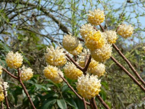 安徽农业种植致富项目,农民种植玉米致富吗视频