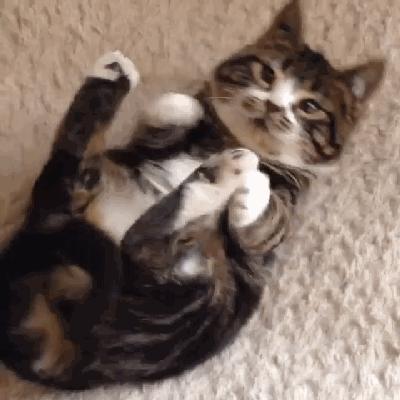 猫兄妹可爱视频,矮脚猫兄妹